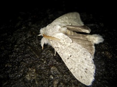 Cnethodonta grisescens