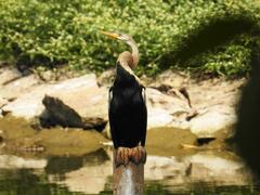 Anhinga melanogaster