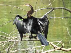 Anhinga melanogaster