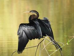 Anhinga melanogaster