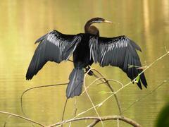Anhinga melanogaster