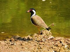Vanellus indicus