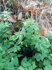 Papaver cambricum