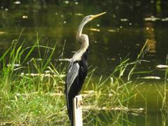 Anhinga melanogaster