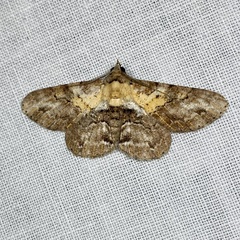 Cleora repetita