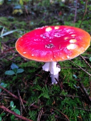Amanita muscaria