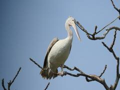Pelecanus philippensis