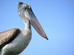 Pelecanus philippensis