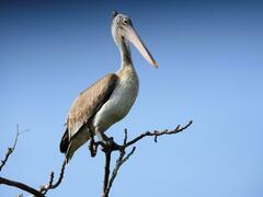 Pelecanus philippensis