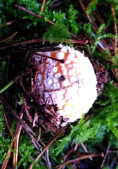 Amanita muscaria