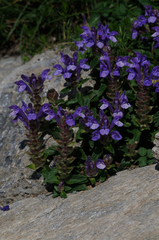 Scutellaria alpina