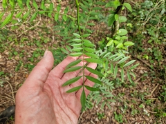 Zanthoxylum rhoifolium