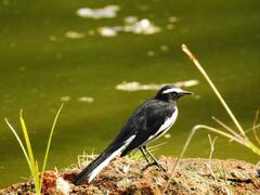 Motacilla maderaspatensis
