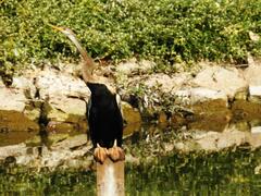 Anhinga melanogaster