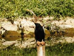 Anhinga melanogaster