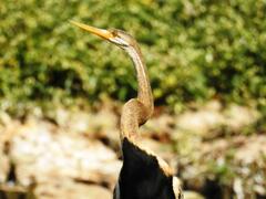 Anhinga melanogaster
