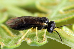 Aneugmenus coronatus