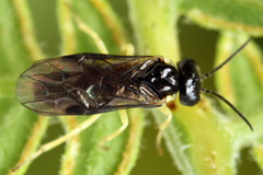 Aneugmenus coronatus