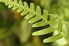 Aneugmenus coronatus