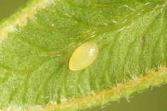 Aneugmenus coronatus