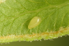 Aneugmenus coronatus