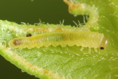 Aneugmenus coronatus