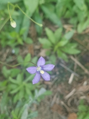 Wahlenbergia marginata