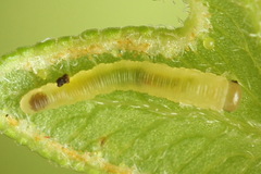 Aneugmenus coronatus