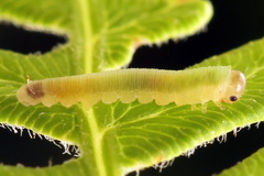 Aneugmenus coronatus