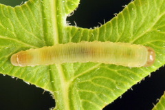 Aneugmenus coronatus