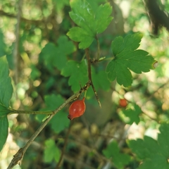 Ribes fasciculatum