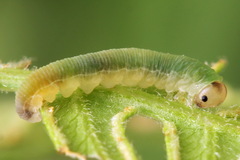 Aneugmenus coronatus