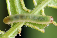 Aneugmenus coronatus