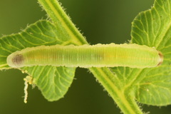 Aneugmenus coronatus