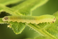 Aneugmenus coronatus