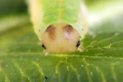 Aneugmenus coronatus