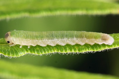 Aneugmenus coronatus