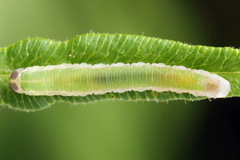 Aneugmenus coronatus