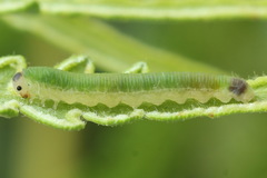 Aneugmenus coronatus