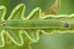 Aneugmenus coronatus
