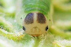 Aneugmenus coronatus