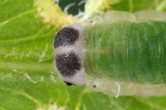 Aneugmenus coronatus