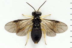 Aneugmenus coronatus