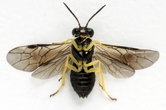 Aneugmenus coronatus