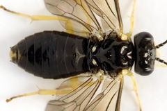 Aneugmenus coronatus