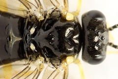 Aneugmenus coronatus