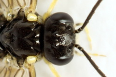 Aneugmenus coronatus
