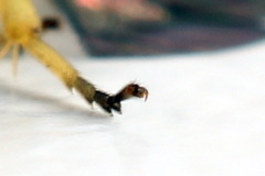 Aneugmenus coronatus