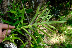 Microsorum pustulatum pustulatum