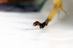 Aneugmenus coronatus